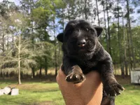 Female , a female German Shepherd Dog for sale in Cottageville, SC – 4 of 5
