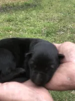 Female , a female German Shepherd Dog for sale in Cottageville, SC – 5 of 5