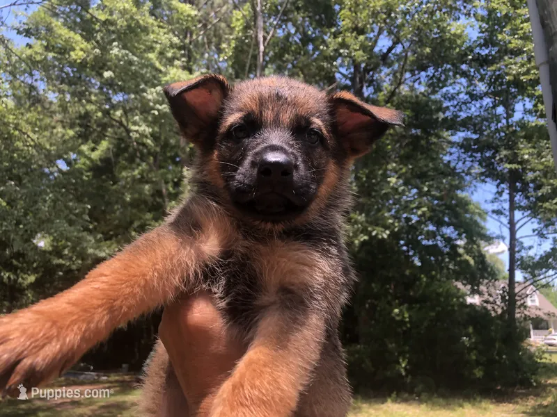 Female  – German Shepherd Dog puppy for sale in Cottageville, SC