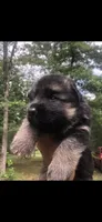 Male, a male German Shepherd Dog for sale in Cottageville, SC – 4 of 7