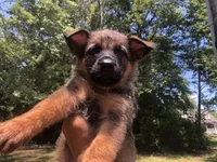 Male , a male German Shepherd Dog for sale in Cottageville, SC – 1 of 6