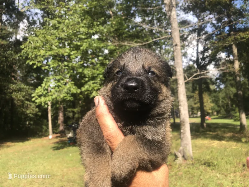 Female  – German Shepherd Dog puppy for sale in Cottageville, SC
