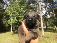 Female , a female German Shepherd Dog for sale in Cottageville, SC – 1 of 2