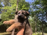 Male, a male German Shepherd Dog for sale in Cottageville, SC – 4 of 5