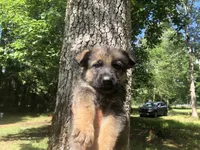 Male, a male German Shepherd Dog for sale in Cottageville, SC – 5 of 5