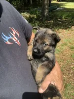 Male, a male German Shepherd Dog for sale in Cottageville, SC – 3 of 5