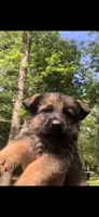 Male, a male German Shepherd Dog for sale in Cottageville, SC – 1 of 5