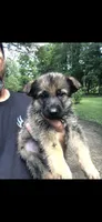 Male, a male German Shepherd Dog for sale in Cottageville, SC – 2 of 5