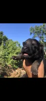 Female, a female German Shepherd Dog for sale in Cottageville, SC – 2 of 2