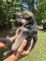 Male , a male German Shepherd Dog for sale in Cottageville, SC – 3 of 3