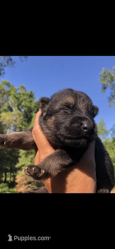 Female – German Shepherd Dog puppy for sale in Cottageville, SC