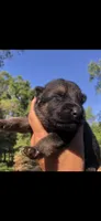 Female, a female German Shepherd Dog for sale in Cottageville, SC – 1 of 2