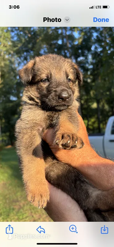 Female  – German Shepherd Dog puppy for sale in Cottageville, SC