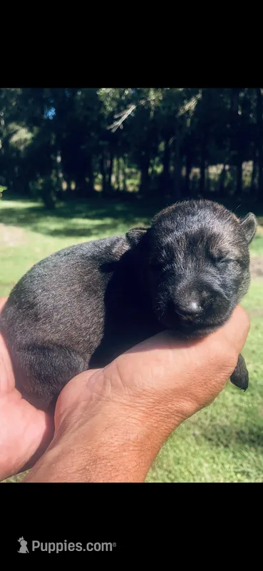 Male  – German Shepherd Dog puppy for sale in Cottageville, SC