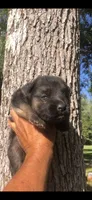 Male, a male German Shepherd Dog for sale in Cottageville, SC – 2 of 3