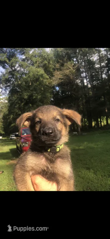 Male  – German Shepherd Dog puppy for sale in Cottageville, SC