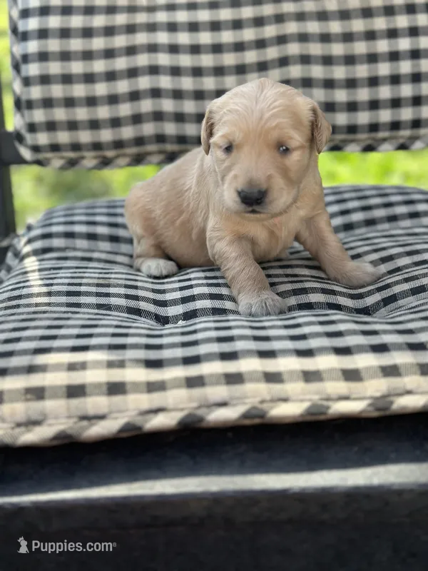 Red girl  – Golden Retriever puppy for sale in Bradford, TN
