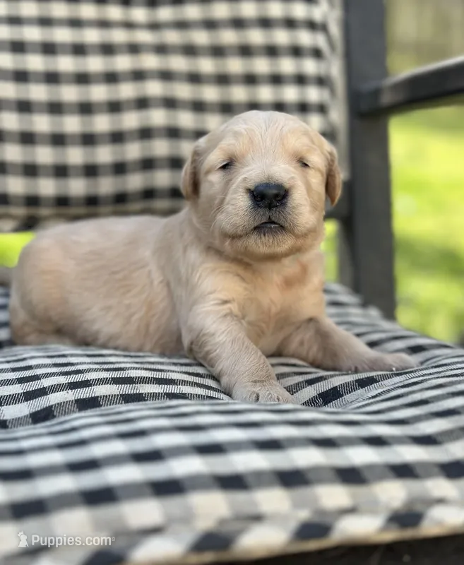 Light blue boy – Golden Retriever puppy for sale in Bradford, TN
