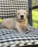 Light blue boy, a male Golden Retriever for sale in Bradford, TN – Photo 1 of 3