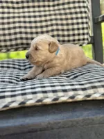 Light blue boy, a male Golden Retriever for sale in Bradford, TN – Photo 2 of 3