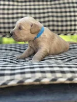 Light blue boy, a male Golden Retriever for sale in Bradford, TN – Photo 3 of 3