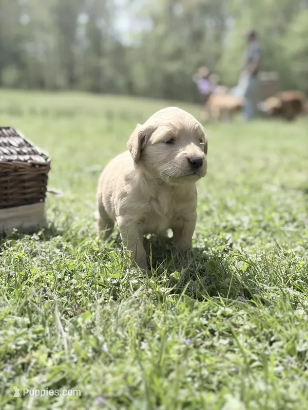 Light blue boy – Golden Retriever puppy for sale in Bradford, TN