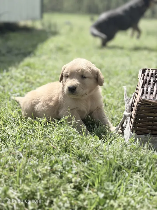 Hot Pink girl – Golden Retriever puppy for sale in Bradford, TN