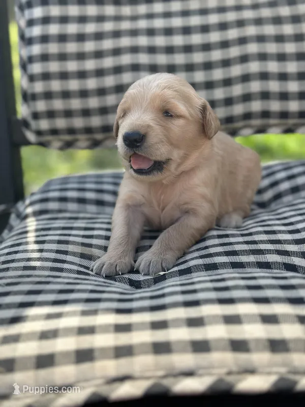 Hot Pink girl – Golden Retriever puppy for sale in Bradford, TN