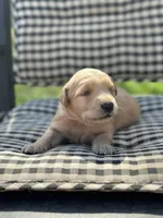 Hot Pink girl, a female Golden Retriever for sale in Bradford, TN – Photo 2 of 3