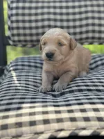 Hot Pink girl, a female Golden Retriever for sale in Bradford, TN – Photo 3 of 3