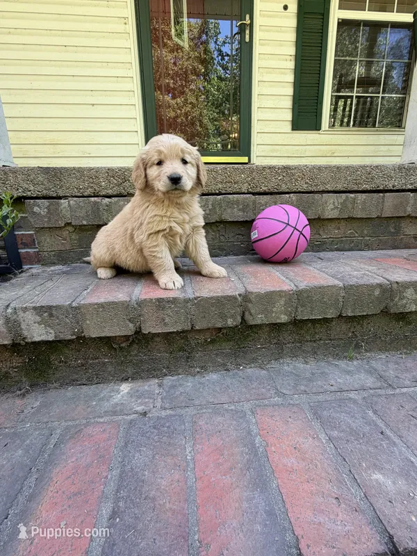 Hot Pink girl – Golden Retriever puppy for sale in Bradford, TN