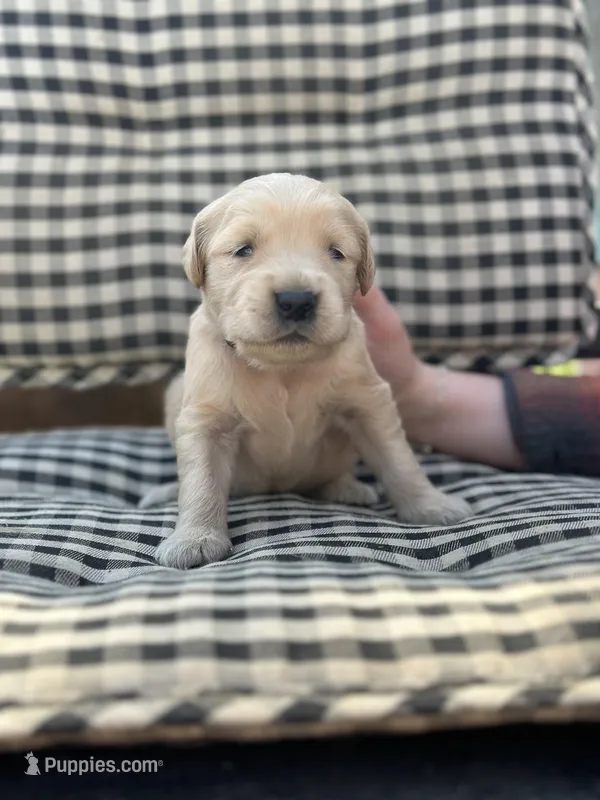 Black boy – Golden Retriever puppy for sale in Bradford, TN