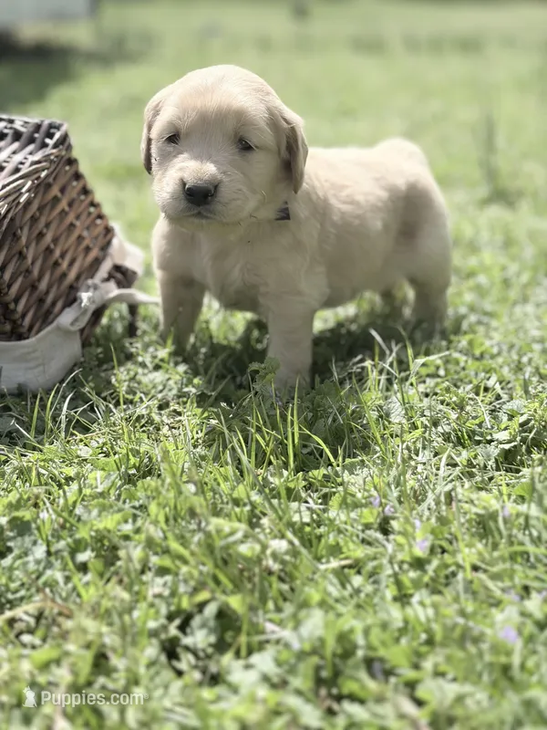Black boy – Golden Retriever puppy on hold in Bradford, TN