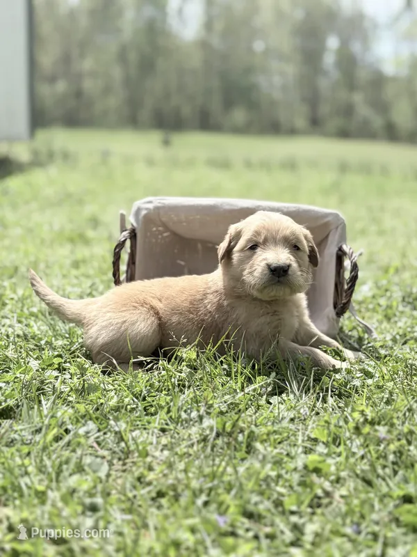 Yellow girl – Golden Retriever puppy for sale in Bradford, TN