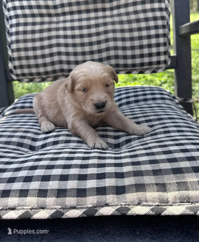 Yellow girl – Golden Retriever puppy for sale in Bradford, TN