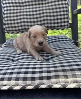 Yellow girl, a female Golden Retriever for sale in Bradford, TN – Photo 1 of 2