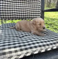 Yellow girl, a female Golden Retriever for sale in Bradford, TN – Photo 2 of 2