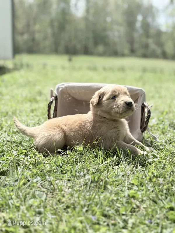 Yellow girl – Golden Retriever puppy for sale in Bradford, TN