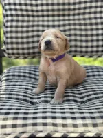 Purple girl, a female Golden Retriever for sale in Bradford, TN – Photo 2 of 4