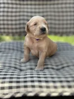 Purple girl, a female Golden Retriever for sale in Bradford, TN – Photo 4 of 4