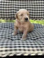 Purple girl, a female Golden Retriever for sale in Bradford, TN – Photo 3 of 4