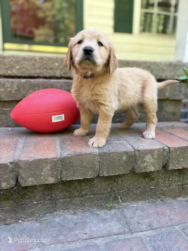Purple girl – Golden Retriever puppy for sale in Bradford, TN