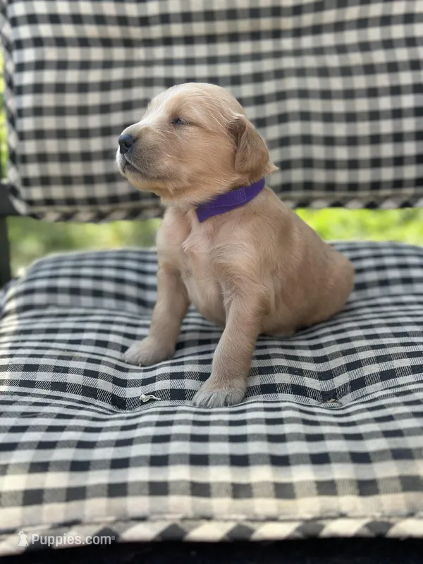 Purple girl – Golden Retriever puppy for sale in Bradford, TN