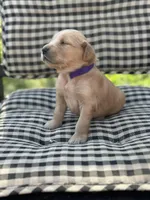 Purple girl, a female Golden Retriever for sale in Bradford, TN – Photo 1 of 4