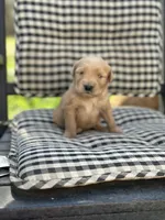 Blue boy, a male Golden Retriever for sale in Bradford, TN – Photo 2 of 3