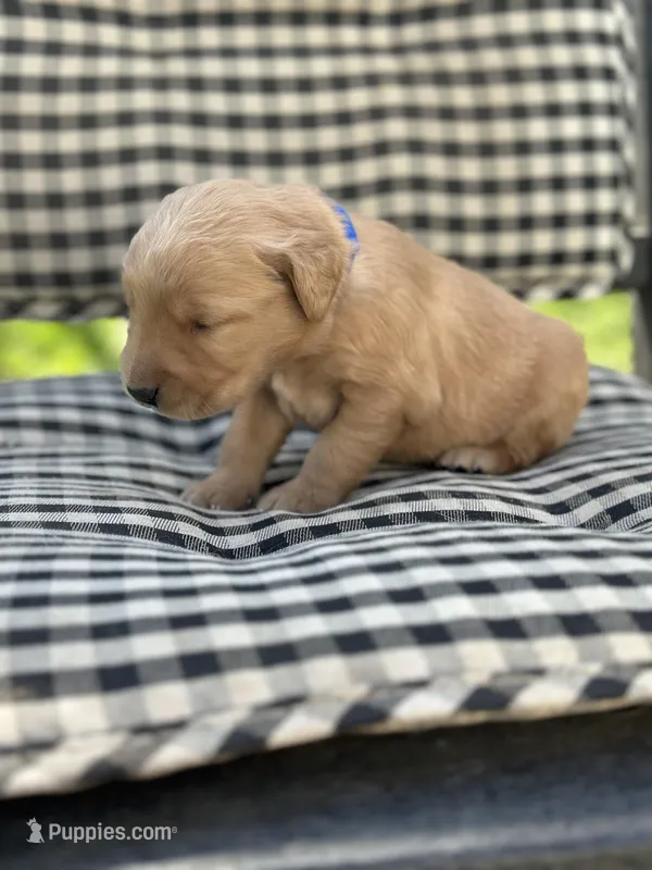 Blue boy – Golden Retriever puppy for sale in Bradford, TN