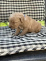 Blue boy, a male Golden Retriever for sale in Bradford, TN – Photo 1 of 3