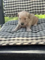 Light pink girl, a female Golden Retriever for sale in Bradford, TN – Photo 2 of 3