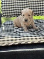 Light pink girl, a female Golden Retriever for sale in Bradford, TN – Photo 3 of 3
