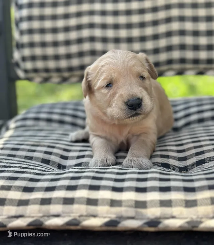 Light pink girl – Golden Retriever puppy for sale in Bradford, TN
